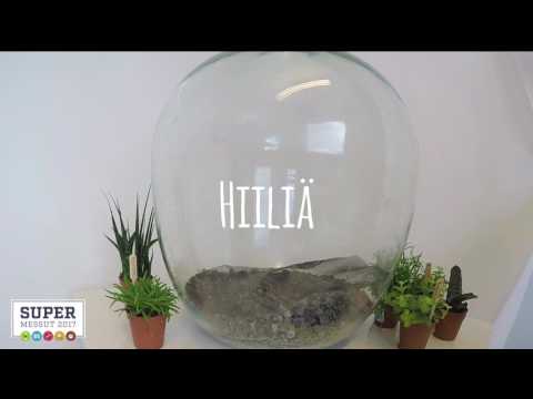 Video: Mikä on pullopuutarha: vinkkejä lasipullopuutarhan luomiseen