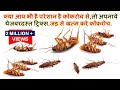 क्या आप भी है परेशान है कॉकरोच से, तो अपनाये ये जबरदस्त ट्रिक्स-Get Rid Of Cockroaches Forever