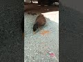 #viral #nature #india