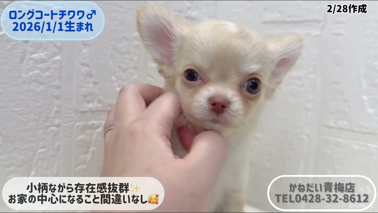 価格の安いロングコート・チワワ♂【動画あり】 / ペットショップ