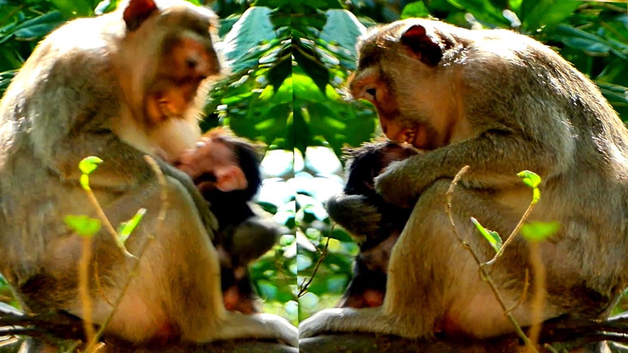 Discipline..! Mother Got @ngry When the Tiny Baby is Messy and Not Listen