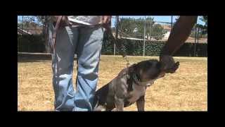 Expert Dog Trainer: Larry Hill's Imprinting Tips "How to greet a dog you don't know?"