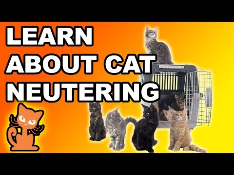 Neutering a Cat: Should I fix my cat? Info on making the decision to sterilize your cat