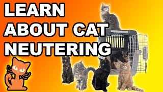 Neutering a Cat: Should I fix my cat? Info on making the decision to sterilize your cat