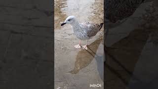 A seagull without complexes... #birds #russia #crimea