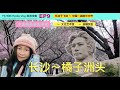 中国 EP9 长沙橘子洲头 攻略 Zaha Hadid设计师梅溪湖国际文化艺术中心 逛完后去茶颜悦色品茶 吃冰淇淋 买 零食 啦 中国 EP9 长沙橘子洲头 攻略 Zaha Hadid设计师梅溪湖国际文化艺术中心 逛完后去茶颜悦色品茶 吃冰淇淋 买 零食 啦