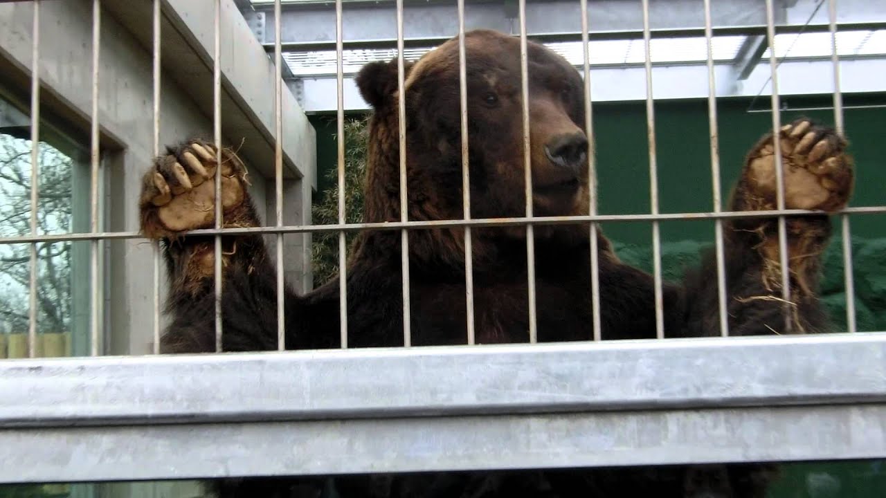 東武動物公園 ヒグマについて解説をしてくれる ベアートーク Youtube