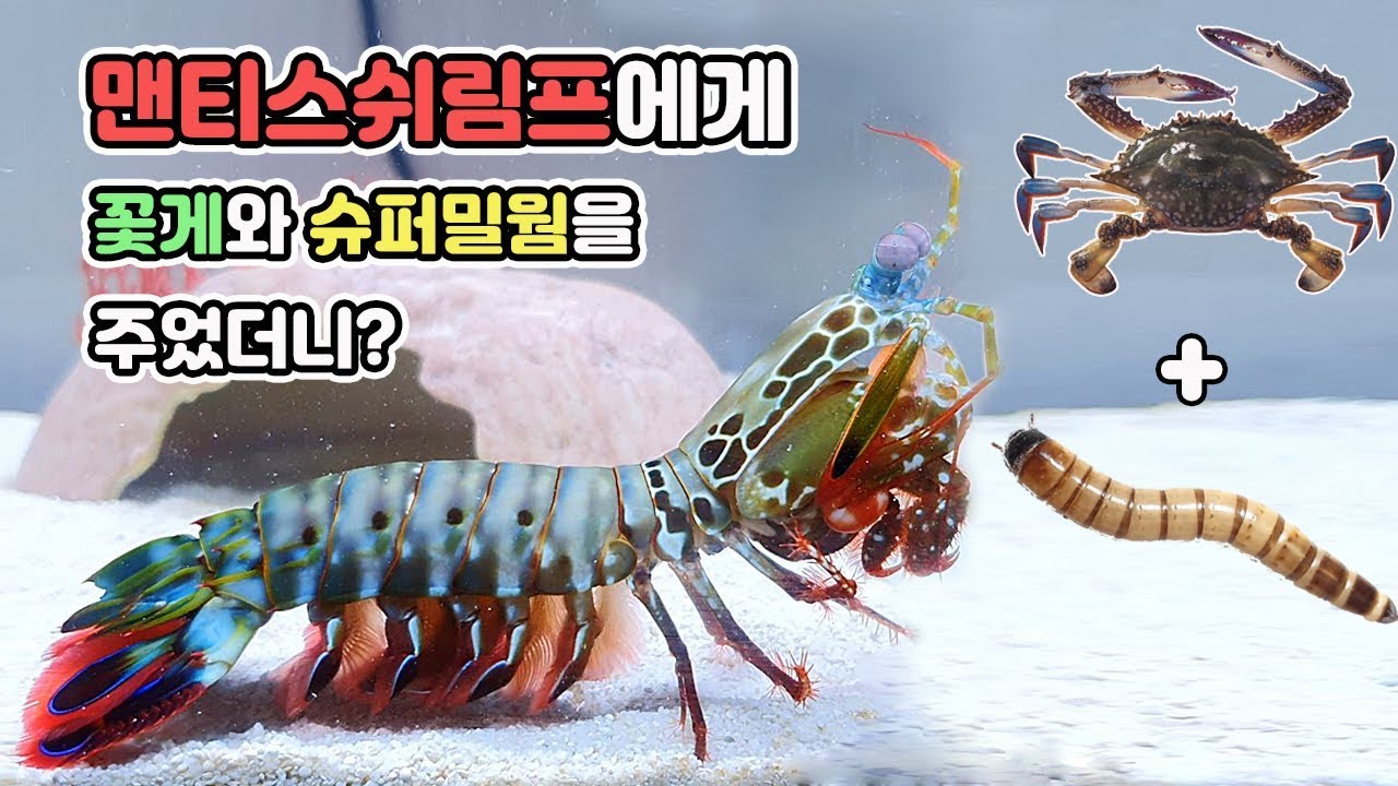 뭐든지 부숴먹는 맨티스쉬림프에게 꽃게와 슈퍼밀웜 줘봤습니다. [TV생물도감]