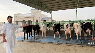 Pure ABS,WWs Breed || 45 Liter milk || Extraordinary HF Cows || Gurwinder Dairy Farm