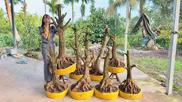 PHÔI MAI VÀNG ngày 06/12/2025 (#0367863991 PHỤNG) PHÔI MAI VÀNG -  @bonsai Can Tho