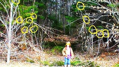 Branch Breaks at the Far End of the Ravine #projectgoandsee