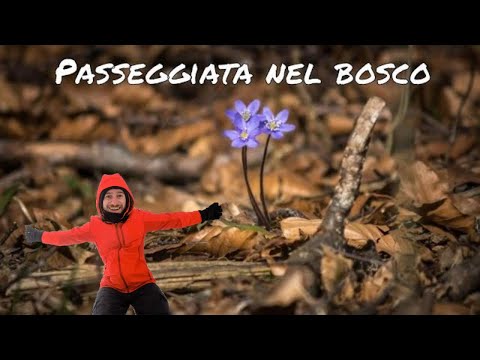 Video: Come Fotografare La Natura