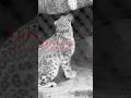 Vintage Black and White at Tulsa Zoo with the Nikon ZR and Canon EF 70-200 f/2.8