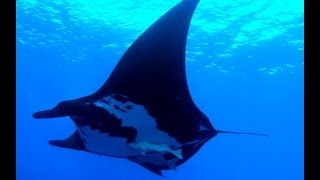 Socorro Island Underwater Video