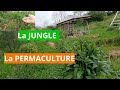 La jungle avec la permaculture tout pousse avec la pluie et la douceur
