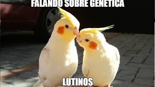 Falando sobre genética  Mutação, Lutinos