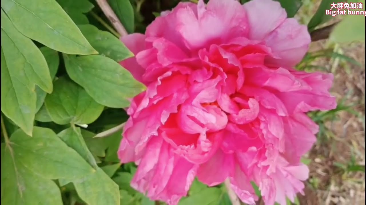 Chinese National Flower Peony 唯有牡丹真国色 花开时节动京城 Youtube