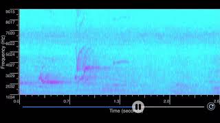 A dynamic spectrogram of a dawn song from a pale-breasted thrush (Turdus leucomelas)