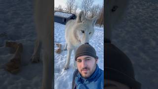 ПОЛЯРНЫЙ ВОЛК😱 трек тут 👉 @AndreyMusienko  #wolf #arcticwolf #greywolf #полярныйволк