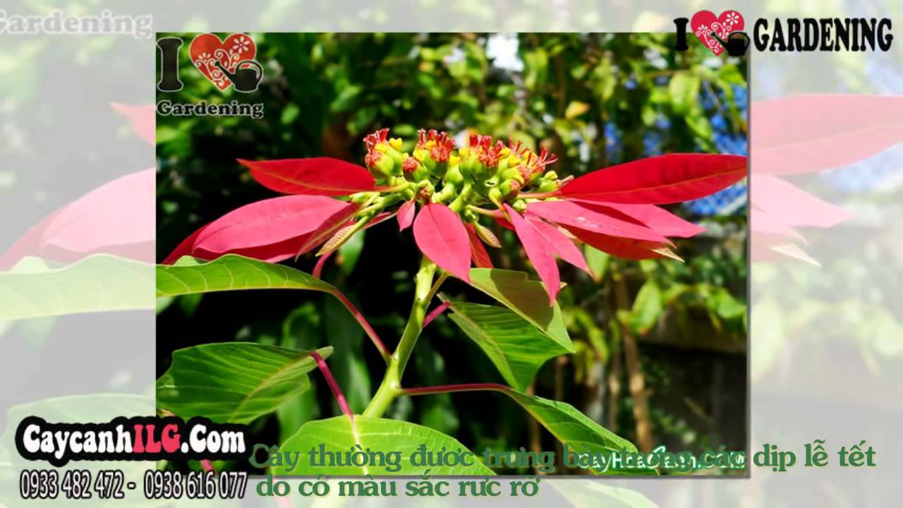 Bán Cây Trạng Nguyên Tại TP.HCM