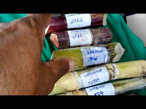 Vídeo: Diferenças entre canas-de-açúcar – Aprenda sobre vários tipos de cana-de-açúcar
