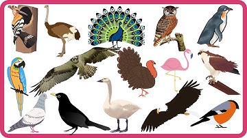 Tên Tiếng Anh Các Loài Chim | Bé học các loài chim bằng Tiếng Anh |  Dạy bé thông minh