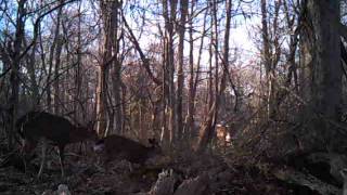 Buck Mounting Doe
