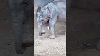 XL Baby Elephant Steps on Its OWN Trunk! 🐘😂️#animals #pets #funny #science #elephant