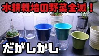 【水耕栽培大学】水耕栽培の野菜全滅！！だがしかし　転んでもただでは起きぬ！！