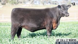 LOT 156: ASCOT TORI W344