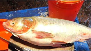 Saddam All Fish Cutting Skills | Big Snapper Fish Cutting Skills In Fish Market #fish 🐟🔪🐠