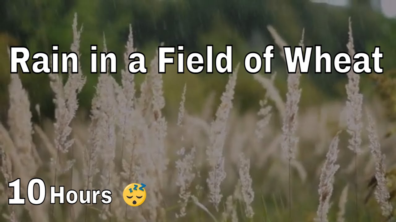 10 HOURS | Rain Wheat Field Sounds for Sleeping