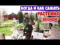 Когда и как сажать растения и саженцы весной? Что важно знать перед посадкой!