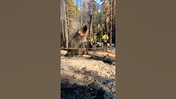 Falling hazard tree on the Dixie wildfire