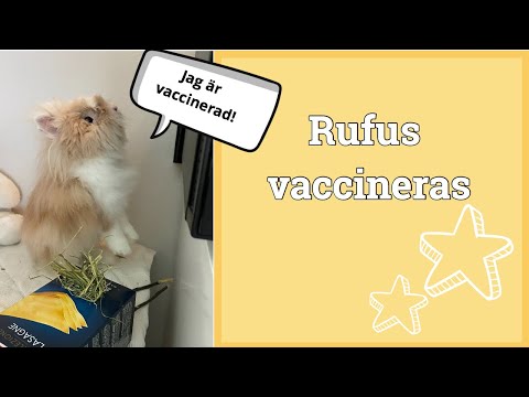 Video: Hur Man Vaccinerar Kaniner