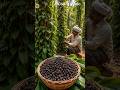 Black Pepper Farming Success Story | Pepper Cultivation Business Growth