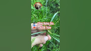 Bạn đã biết công dụng của Xà Bì Thảo chưa?