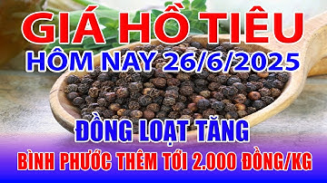 Giá tiêu hôm nay 26/6/2025: đồng loạt tăng, Bình Phước thêm tới 2.000 đồng/kg