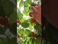 Harvesting Sweet Ripe Apricots From The Green Branches Under The Warm Glowing Sun At Noon