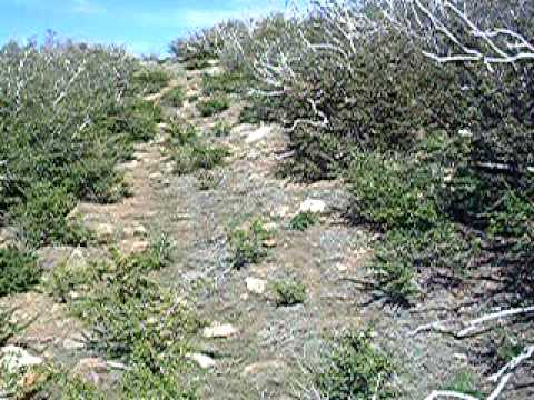 idaho state On the Old, Almost Non Existent Mine Road