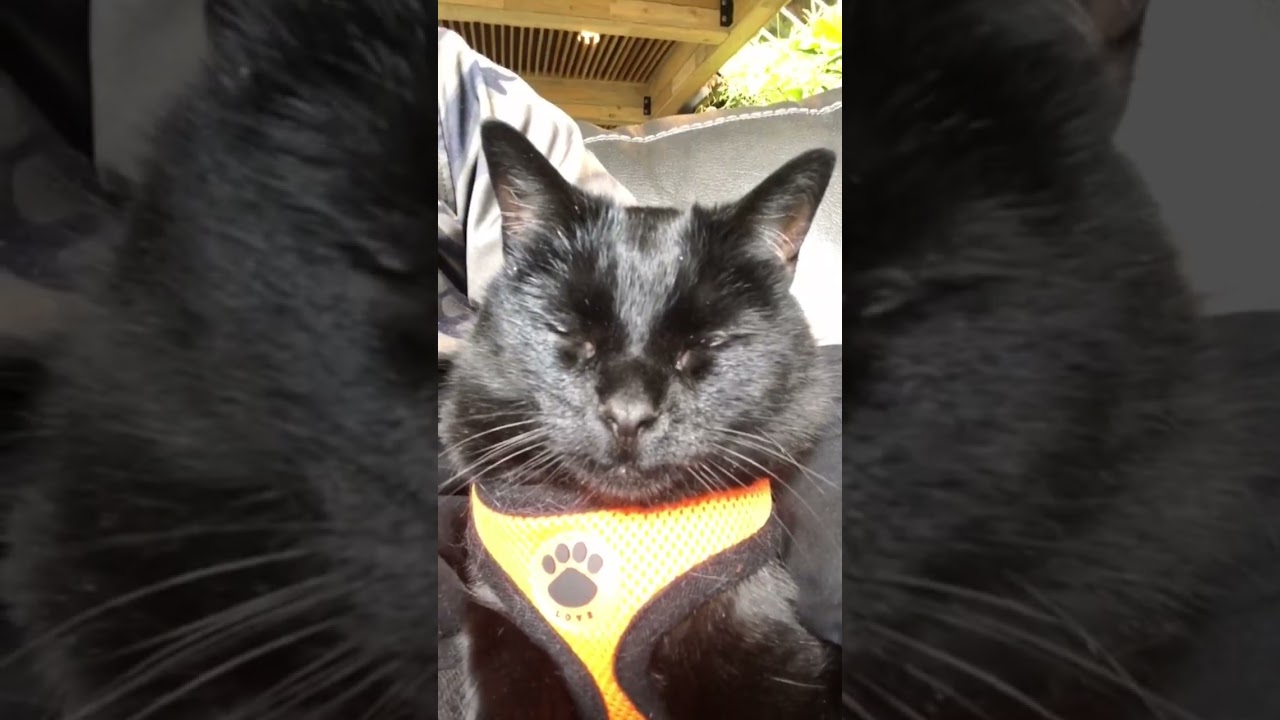 Mad cat energy: don’t leave him behind 😼🐈‍⬛ 