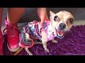 PÍCHU ESTRENANDO VESTIDO | Chihuahua Clothes and Accessories