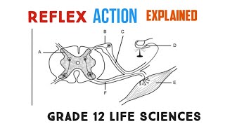 The reflex action Explained - Grade 12 Life Sciences