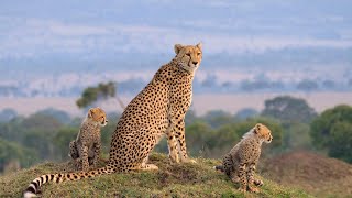 Watch Masai Mara: The Big Hunt Trailer