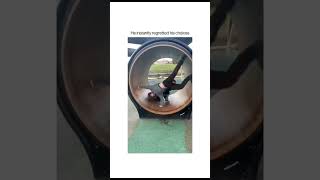This Made Me Laugh. Going Upside Down On A Human Hamster Wheel?