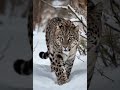 Ghost Of The Taiga The Elusive Amur Leopard In 8K