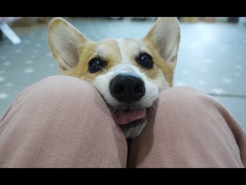 [Eng] My dog knows how to barter foods (So smart!)