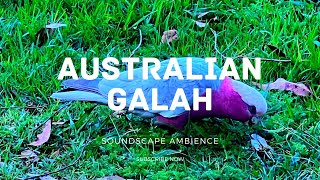 Relaxing Australian Bird Galah Sounds  Ambient sound for Deep Work, Study,  Nature Meditation  HD