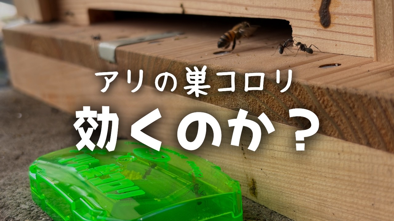 蟻 の 巣 コロリ 効果