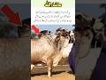 trending to viral video #qurbani #bull #bigbull #shorts #sunnat #viral #islam